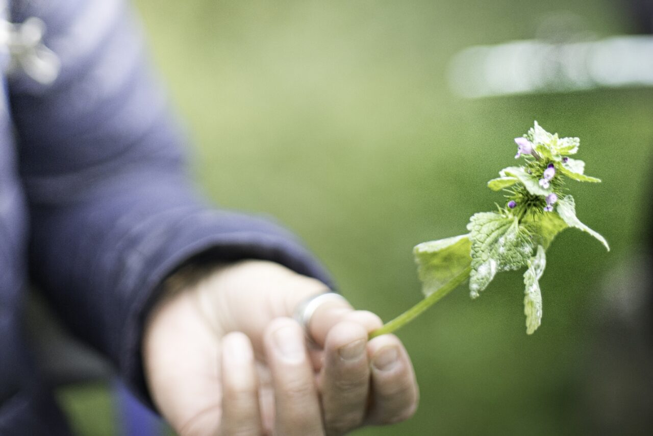 22-Kräuterwanderungen-3402_copy_1543x1029[1].jpg: