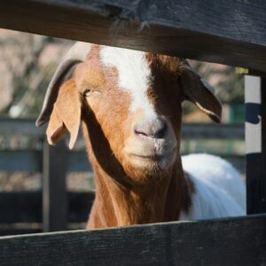 Abenteuer- und Aktivspielplatz Devensstrasse (ASP), Bottrop: