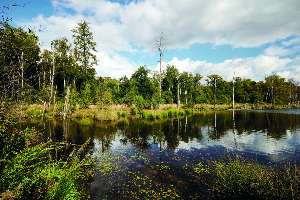 Bottrop, Kirchheller Heide, Pfingstsee: Kleiner See mit Wasserpflanzen, umgeben von Bäumen und Gräsern unter leicht bewölktem Himmel.