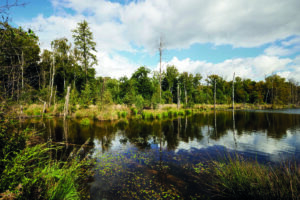 Bottrop, Kirchheller Heide, Pfingstsee: Kleiner See mit Wasserpflanzen, umgeben von Bäumen und Gräsern unter leicht bewölktem Himmel.