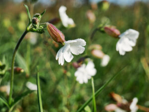 bottrop+von-duisburg-nach-raesfeld-x11+bild05.jpg: Weiße Wildblume mit Tautropfen in einer grünen Wiese der Kirchheller Heide bei Bottrop.
