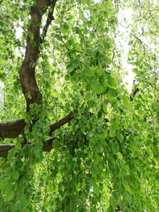 Bottrop_KöllnischerWald.jpg: Dichtes grünes Blätterdach einer Buche im Sonnenlicht im Köllnischen Wald in Bottrop