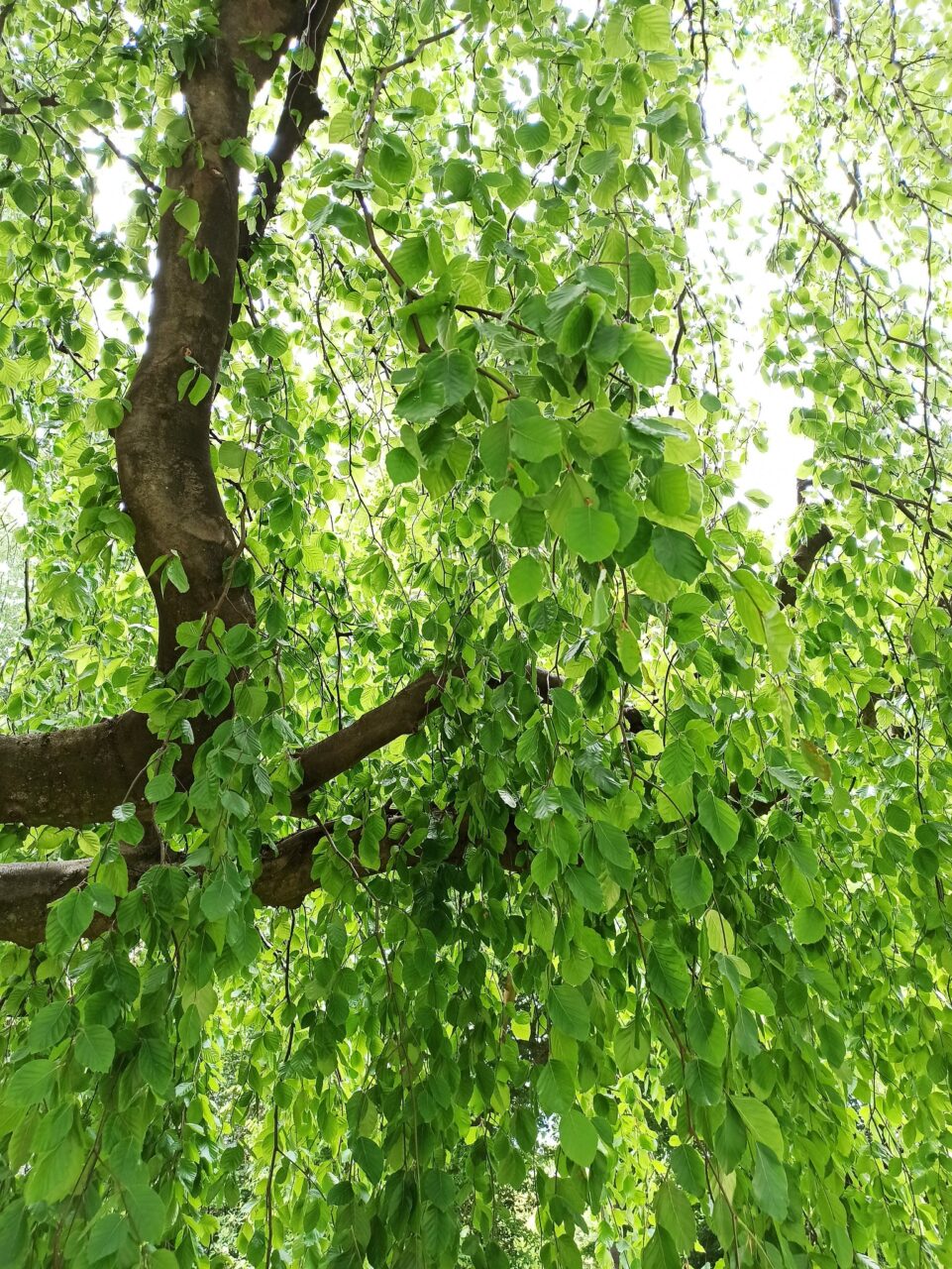 Bottrop_KöllnischerWald.jpg: Dichtes grünes Blätterdach einer Buche im Sonnenlicht im Köllnischen Wald in Bottrop