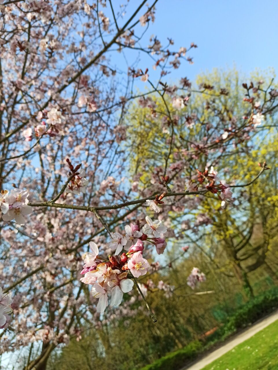 Bottrop_ProsperPark.jpg: Blühender Kirschbaum im Prosper-Park Bottrop vor blauem Himmel an einem sonnigen Frühlingstag