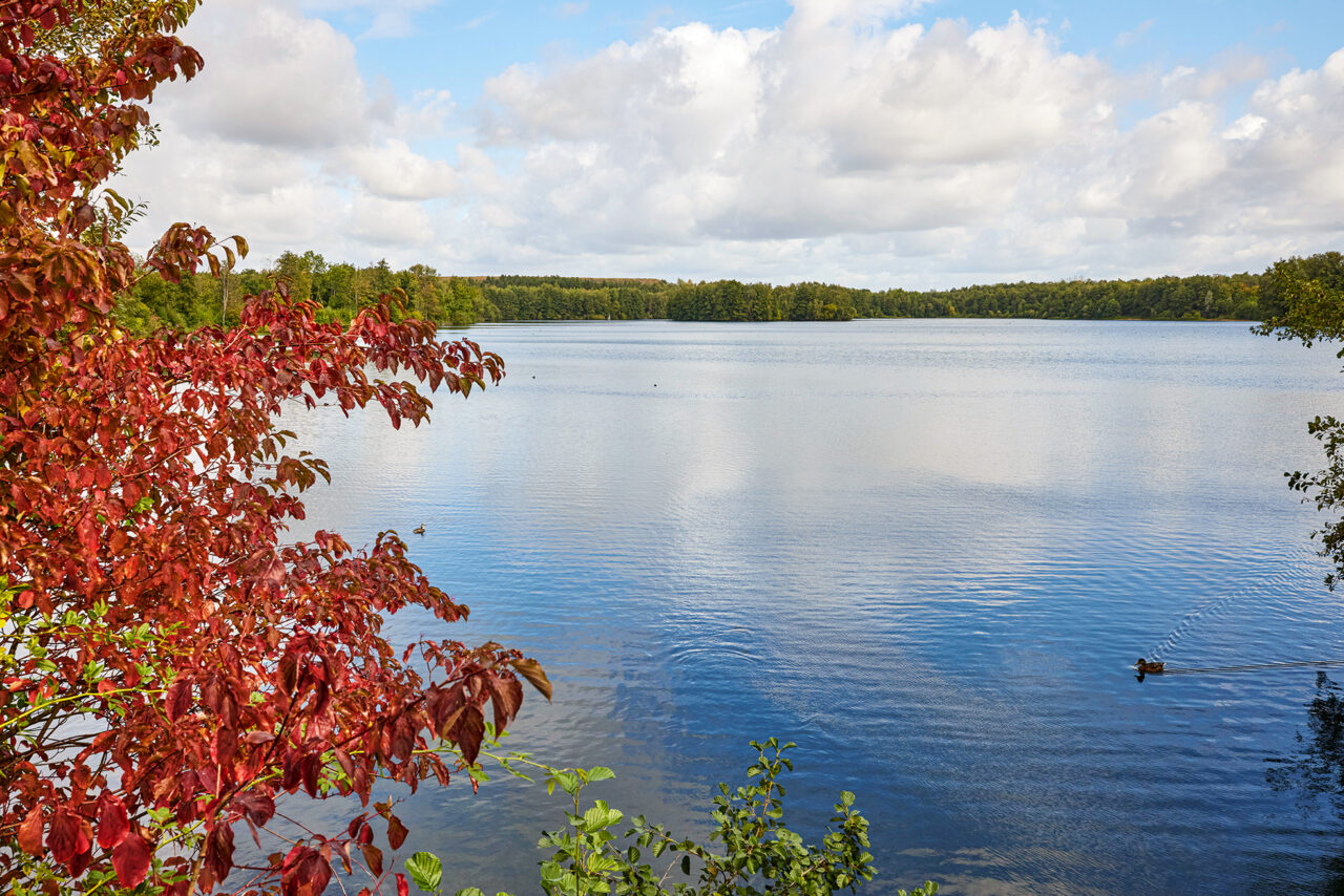 Heidesee Bottrop: Ein ruhiger See mit Enten, umgeben von herbstlichen Bäumen mit roten und grünen Blättern.