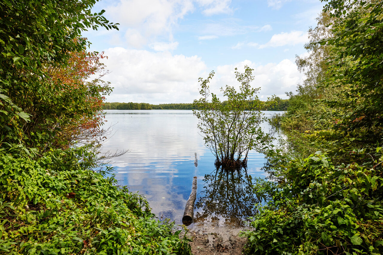 Heidesee Bottrop: Ruhiger See mit bewachsenem Ufer, Baum im Wasser, darüber blauer Himmel mit Wolken.