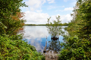 Heidesee Bottrop: Ruhiger See mit bewachsenem Ufer, Baum im Wasser, darüber blauer Himmel mit Wolken.