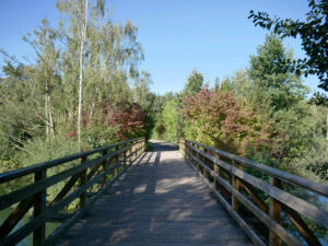 Heidesee, Bottrop: Holzbrücke über bewachsenem Uferbereich des Heidesees in Bottrop an einem klaren Sommertag.