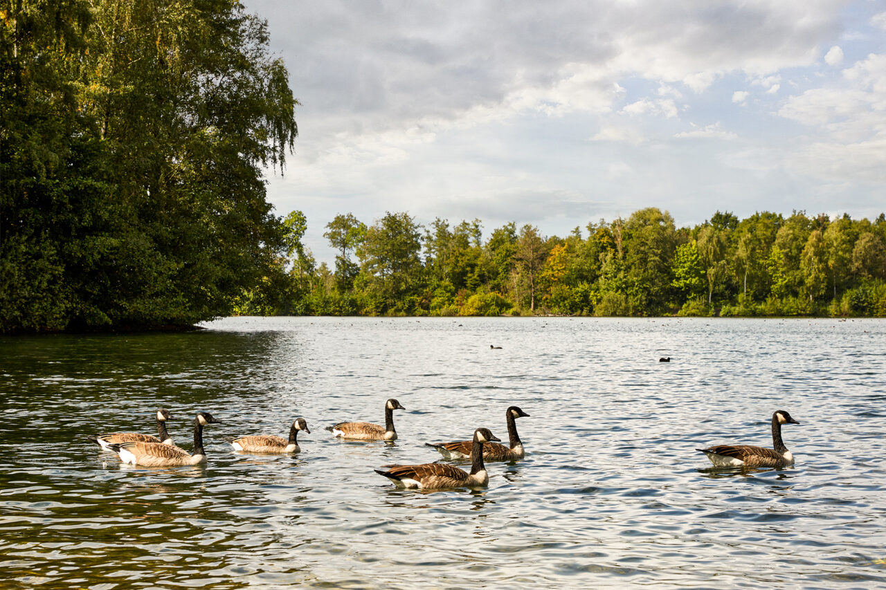 Heidesee Bottrop: Kanadagänse schwimmen in einem ruhigen See, umgeben von üppigem, grünem Ufer und Bäumen.