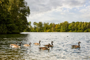 Heidesee Bottrop: Kanadagänse schwimmen in einem ruhigen See, umgeben von üppigem, grünem Ufer und Bäumen.
