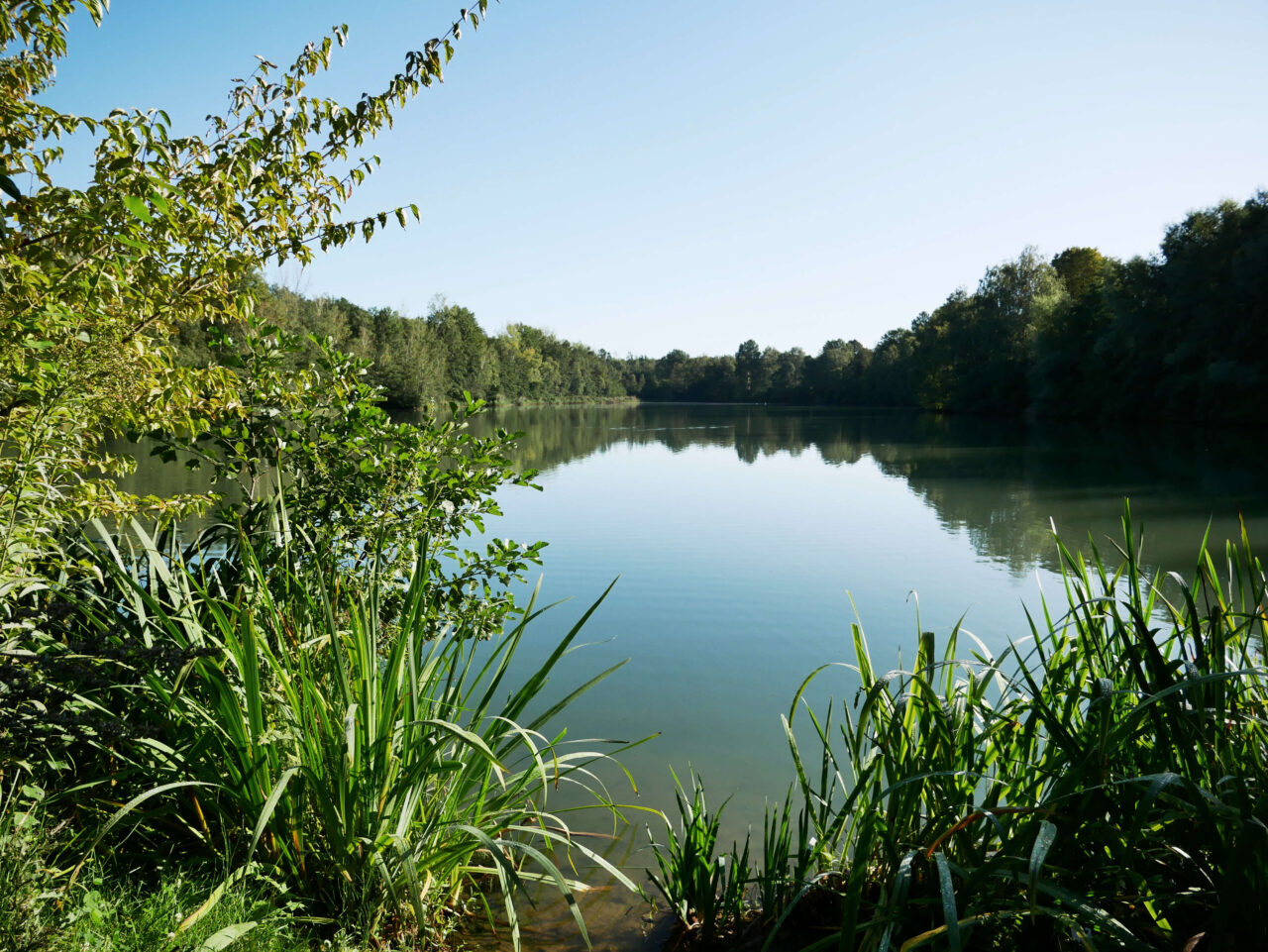 Heidhofsee, Bottrop: Grüner Uferbewuchs am ruhigen Heidhofsee in Bottrop mit Spiegelung des Waldrands im klaren Wasser.