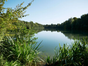 Heidhofsee, Bottrop: Grüner Uferbewuchs am ruhigen Heidhofsee in Bottrop mit Spiegelung des Waldrands im klaren Wasser.