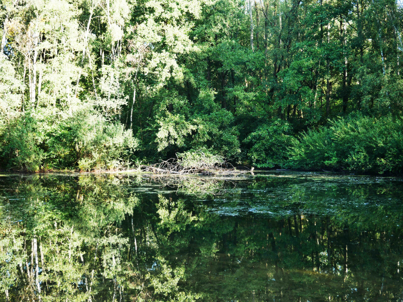 Heidhofsee, Bottrop: Spiegelnde Wasserfläche des Heidhofsees mit dichtem grünen Wald im Hintergrund an einem sonnigen Tag.