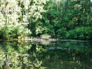Heidhofsee, Bottrop: Spiegelnde Wasserfläche des Heidhofsees mit dichtem grünen Wald im Hintergrund an einem sonnigen Tag.