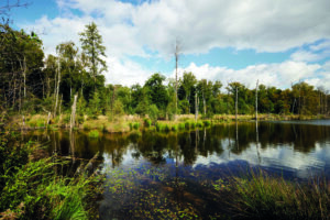 Kirchheller Heide, Bottrop: Kleiner See mit Wasserpflanzen, umgeben von Bäumen und Gräsern unter leicht bewölktem Himmel.