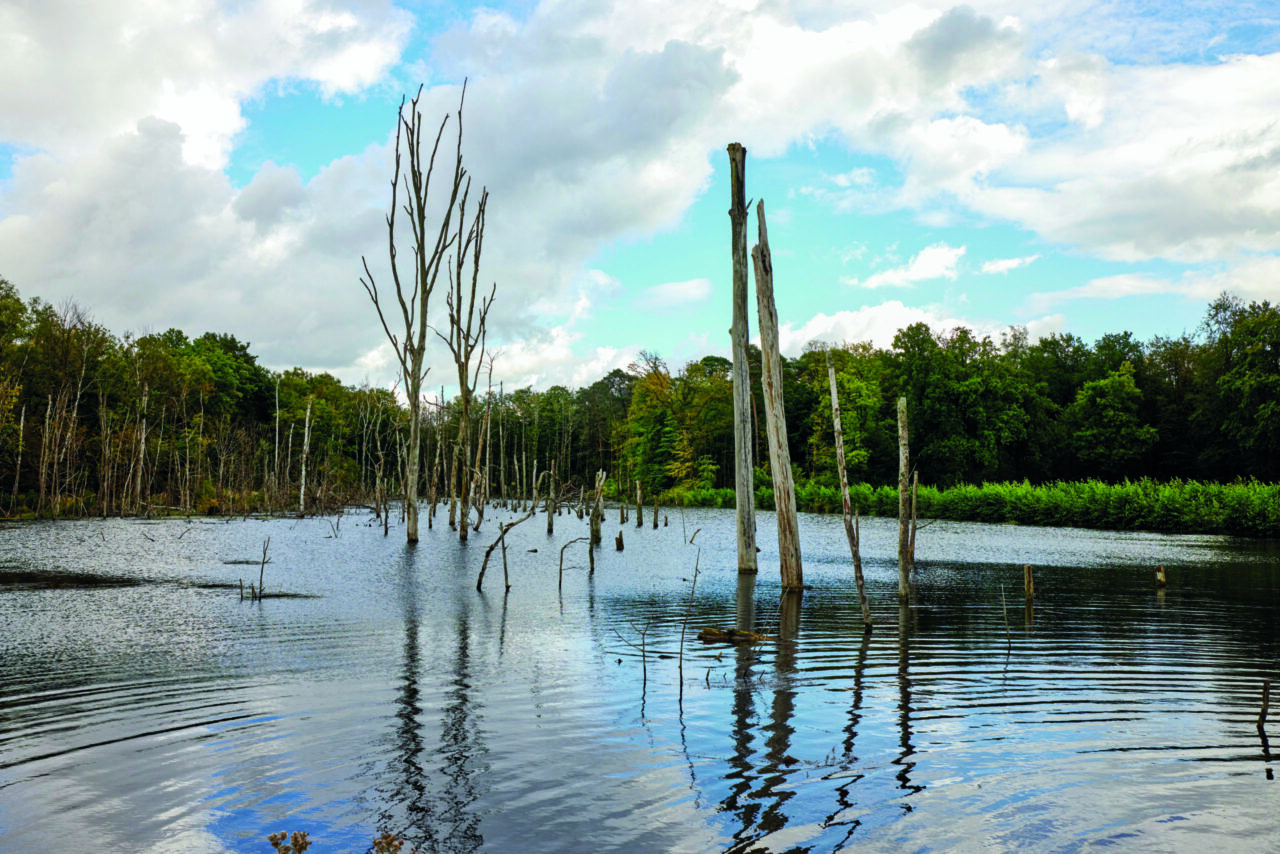 Kirchheller Heide, Bottrop, Pfingstsee 1: Stillgewässer mit abgestorbenen Bäumen im Pfingstsee der Kirchheller Heide bei Bottrop.