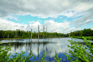 Kirchheller Heide, Bottrop, Pfingstsee 3: Stillgewässer mit abgestorbenen Baumstämmen im Pfingstsee der Kirchheller Heide unter wechselhafter Bewölkung.