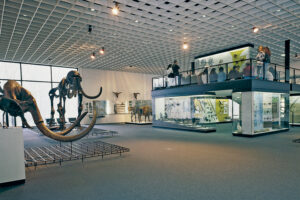 Museum für Ur- und Ortsgeschichte, Museumszentrum Quadrat, Bottrop, Eiszeithalle: Innenraum der Eiszeithalle mit Mammut-Skeletten, Fossilienvitrinen und Besucher:innen auf Galerieebene