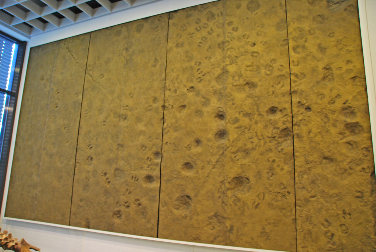 Museum für Ur- und Ortsgeschichte, Museumszentrum Quadrat, Bottrop, Fährtenplatte:
