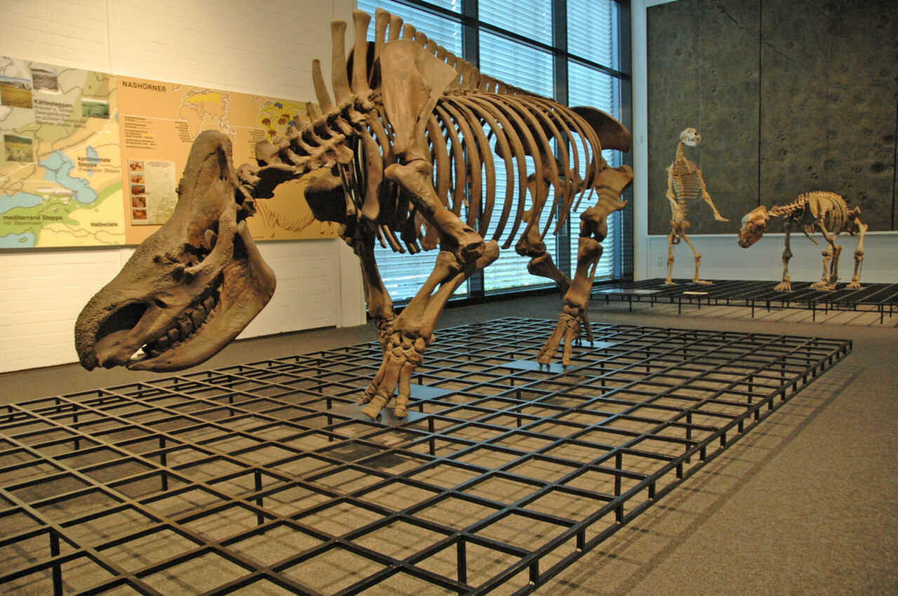 Museum für Ur- und Ortsgeschichte, Museumszentrum Quadrat, Bottrop, Skelett: Ausgestelltes Nashornskelett mit weiteren Tierfossilien im Museum für Ur- und Ortsgeschichte Bottrop