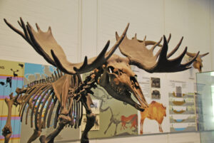 Museum für Ur- und Ortsgeschichte, Museumszentrum Quadrat, Bottrop, Skelett: Skelett eines urzeitlichen Elchs mit großem Schaufelgeweih im Museum für Ur- und Ortsgeschichte Bottrop