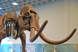 Museum für Ur- und Ortsgeschichte, Museumszentrum Quadrat, Bottrop, Skelett: Skelett eines Mammuts mit langen Stoßzähnen in der Ausstellung des Museumszentrums Quadrat Bottrop