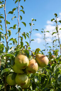 Schmücker Hof, Bottrop-Kirchhellen: Saftige Birnen hängen an einem Ast mit grünen Blättern, dahinter blauer Himmel mit einigen Wolken.