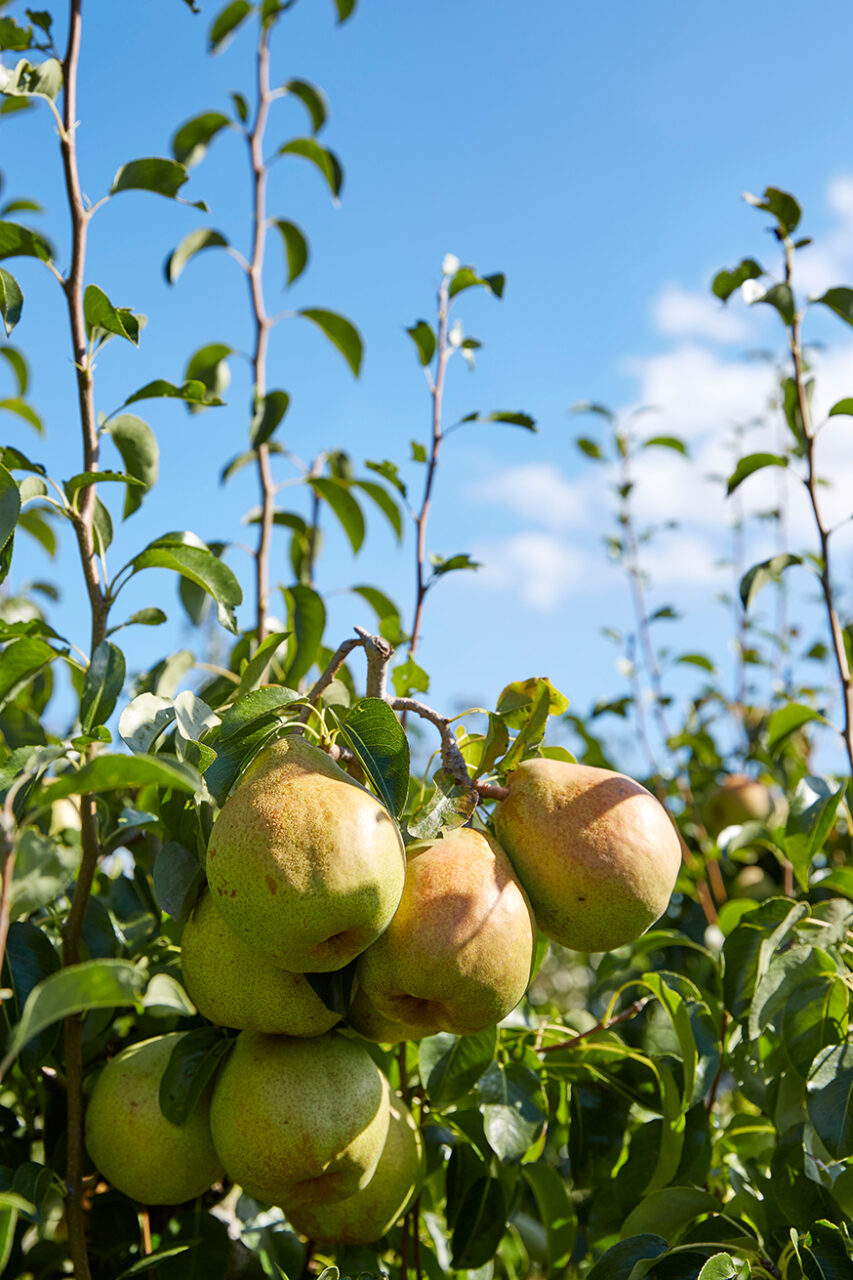 Schmücker Hof, Bottrop-Kirchhellen: Saftige Birnen hängen an einem Ast mit grünen Blättern, dahinter blauer Himmel mit einigen Wolken.