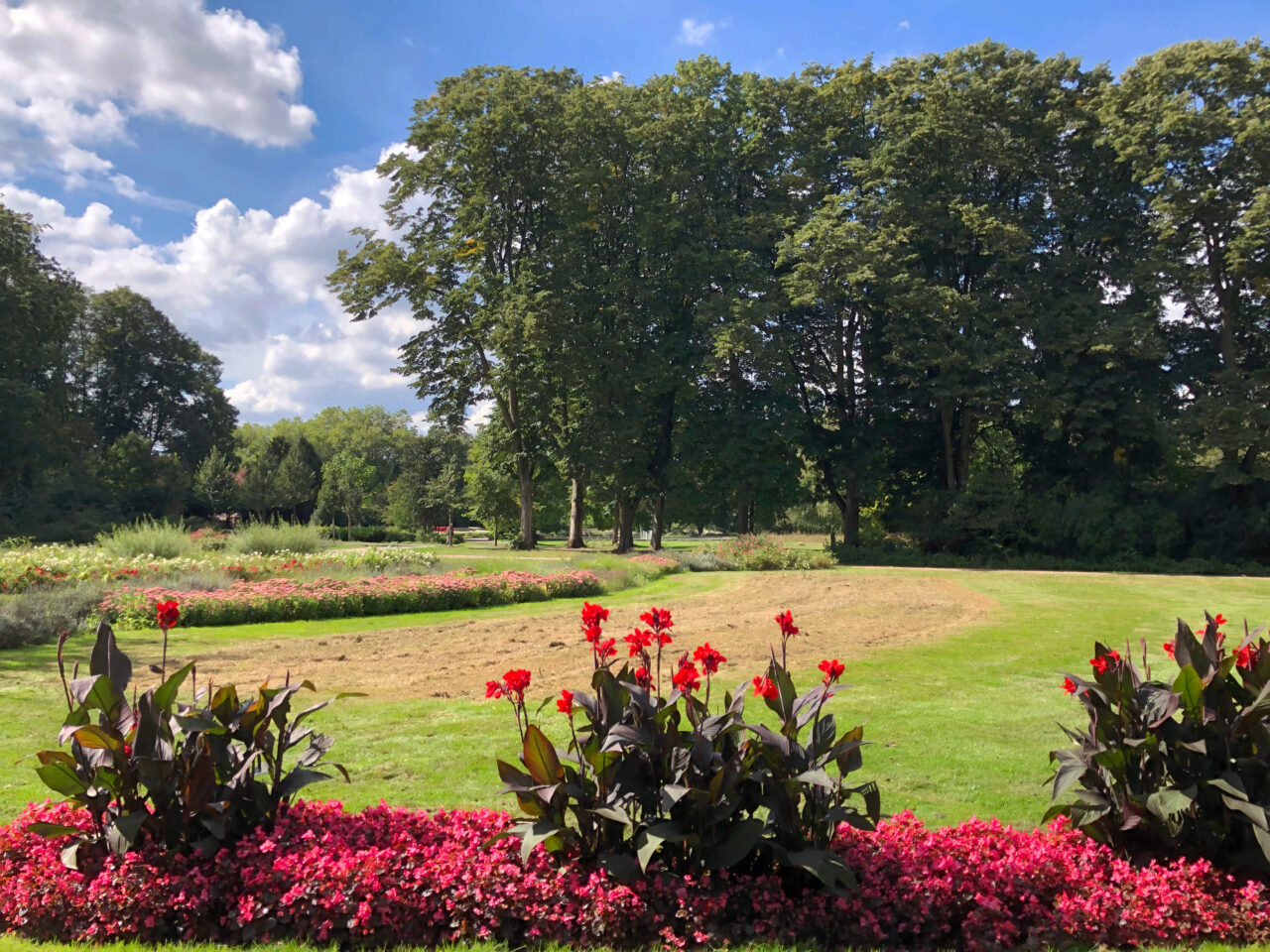 Stadtgarten, Bottrop: Blumenbeete mit roten Blüten im Stadtgarten Bottrop, umgeben von weitläufiger Rasenfläche und alten Bäumen.