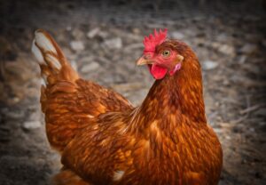 Stockfoto Huhn: