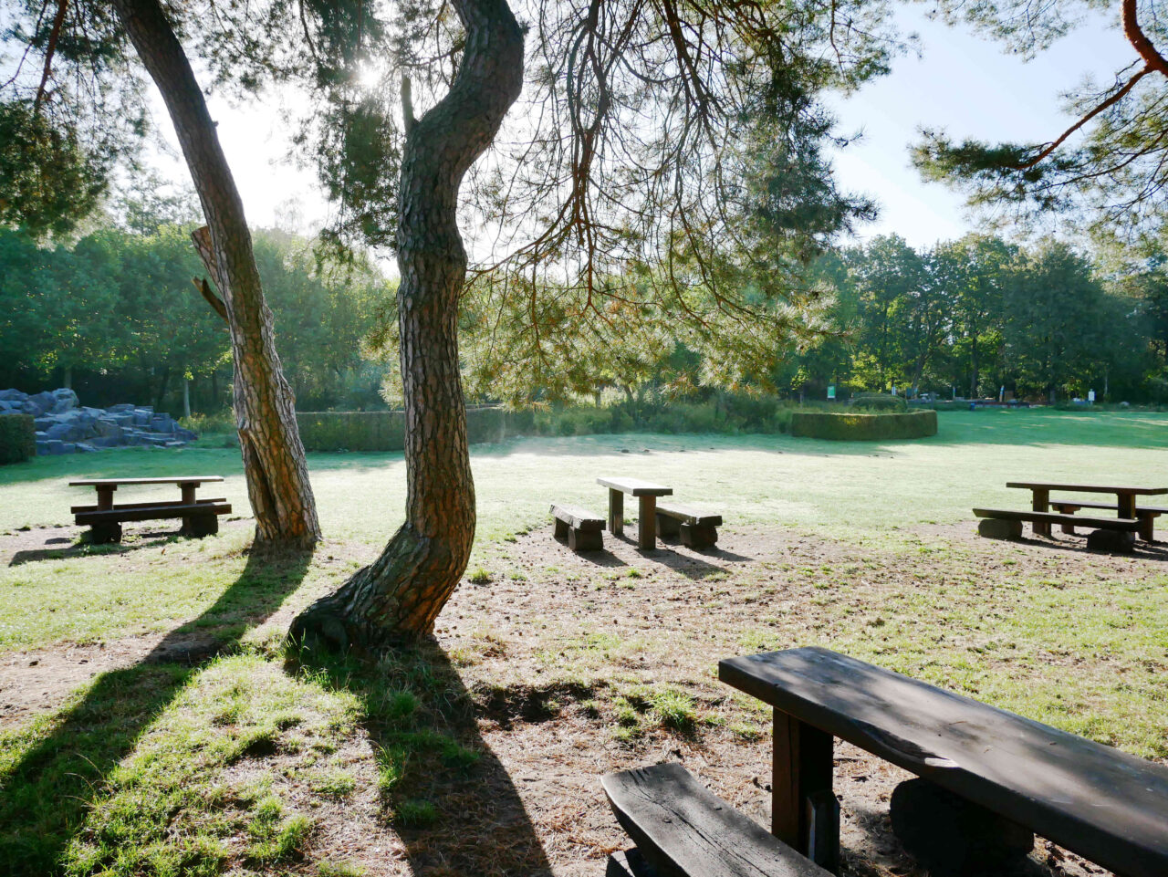 Waldkompetenzzentrum Heidhof, Bottrop, Bänke: Holzbänke unter hohen Bäumen auf einer Wiese am Heidhof in Bottrop bei sonnigem Morgenlicht