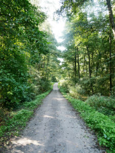 Waldkompetenzzentrum Heidhof, Bottrop, Weg zum Heidhof: Schmaler Waldweg führt durch dichtes Grün in Richtung Heidhof bei Bottrop unter hellem Sonnenlicht.