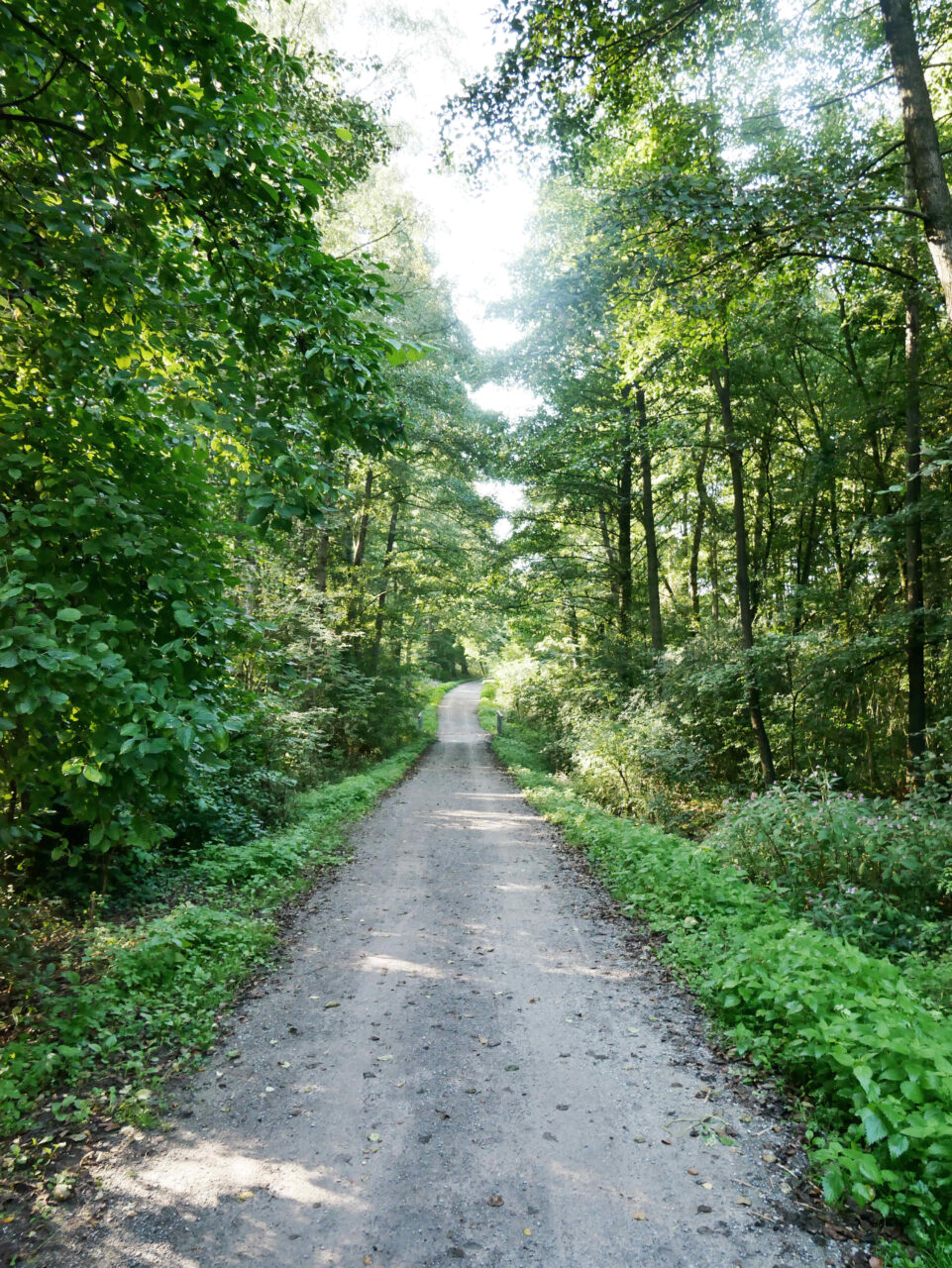 Waldkompetenzzentrum Heidhof, Bottrop, Weg zum Heidhof: Schmaler Waldweg führt durch dichtes Grün in Richtung Heidhof bei Bottrop unter hellem Sonnenlicht.